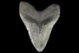 Large, Megalodon Tooth - Georgia #76474-2